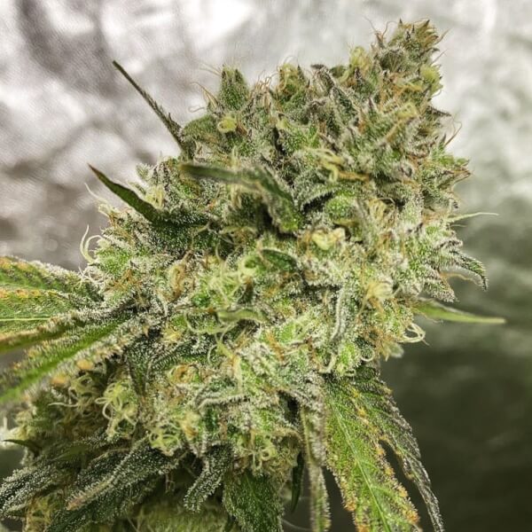 Lemon Tree x Purple Punch