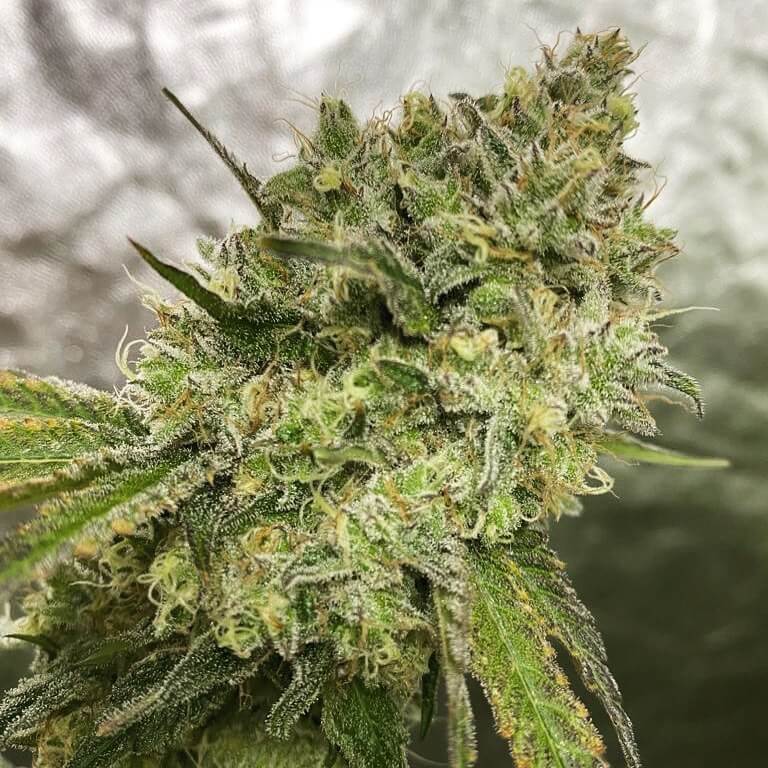 Lemon Tree X Purple Punch