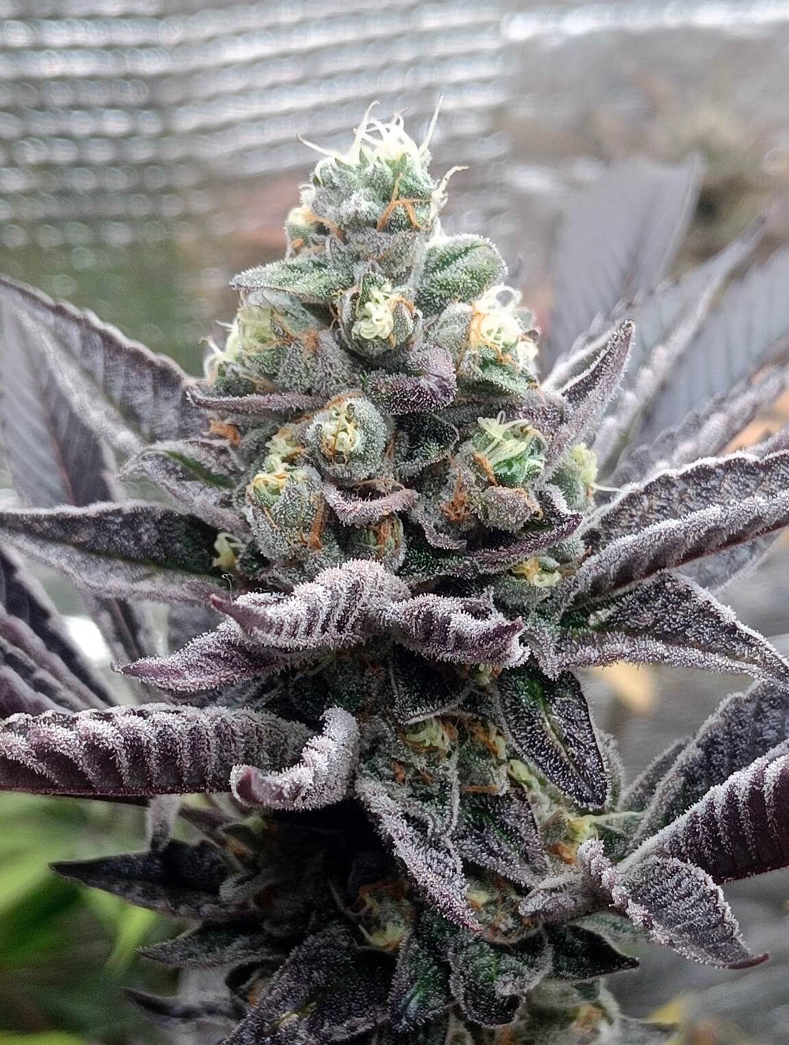 Mimosa Mints
