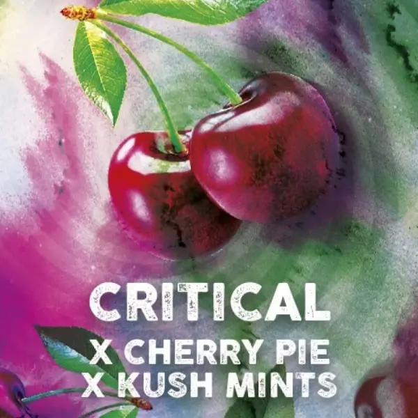 Critical Cherry