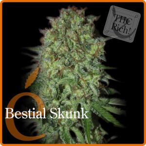 Bestial Skunk