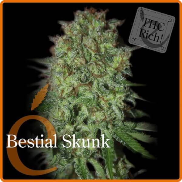 Bestial Skunk