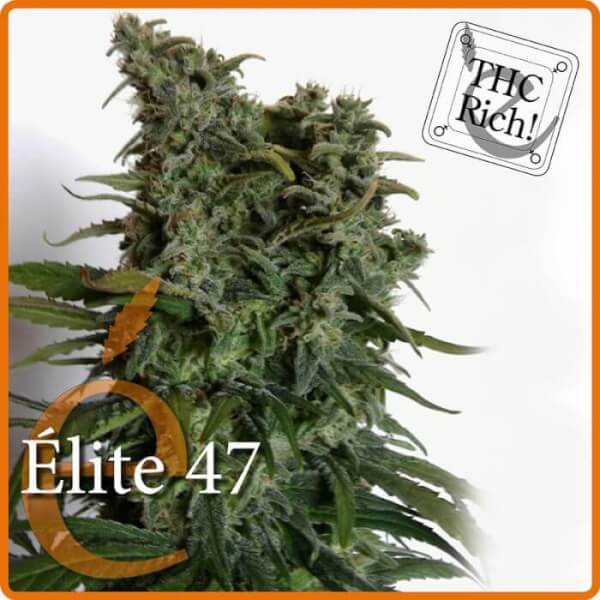 Elite 47