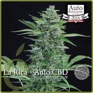 La Rica Auto CBD