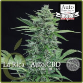 La Rica Auto CBD