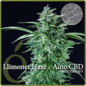 Llimonet Haze Auto CBD
