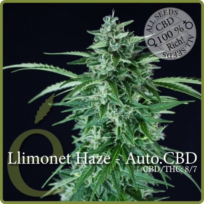 Llimonet Haze CBD