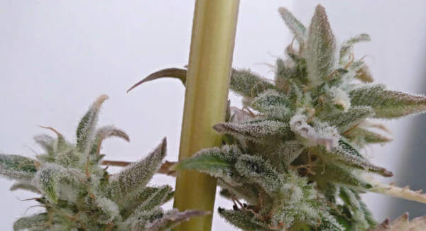 Sologerol CBG Auto