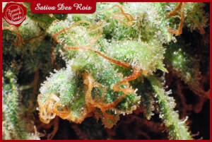 Sativa Des Rois
