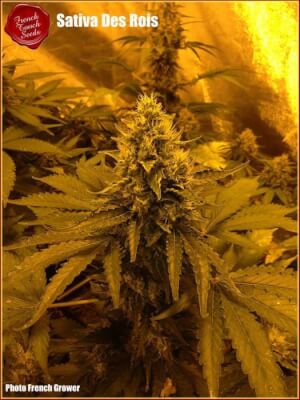 Sativa Des Rois