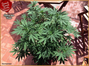 Sativa Des Rois