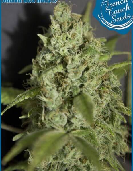 Sativa Des Rois