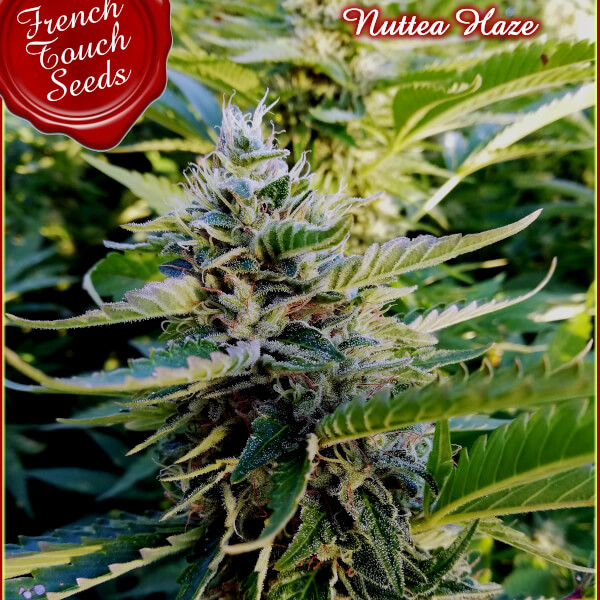 Nuttea Haze