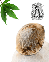 Senmbelek Cookie