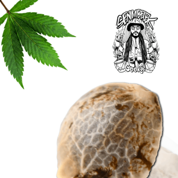 Senmbelek Cookie