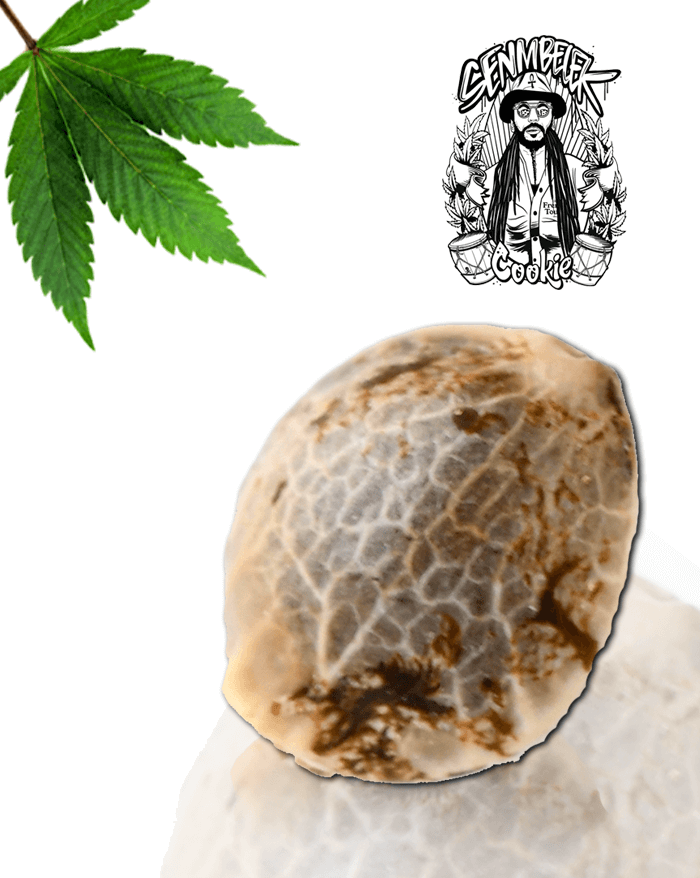Senmbelek Cookies