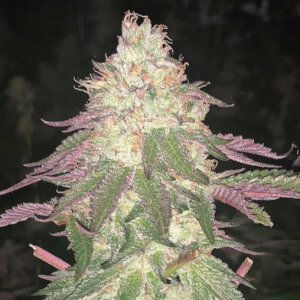 Malibu Auto