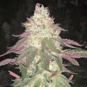 Malibu Auto