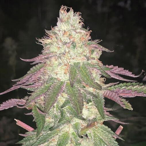 Malibu Auto