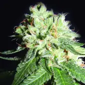 OG Cheese