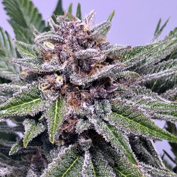 Chiroptera Kush