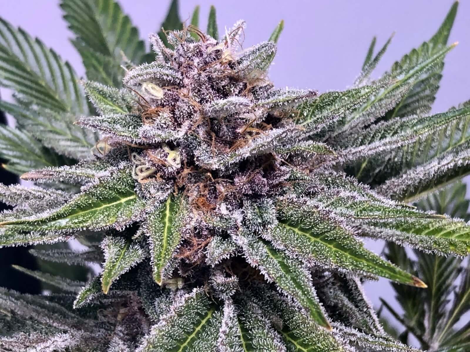 Chiroptera Kush