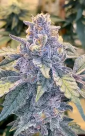 Jilly Bean S1