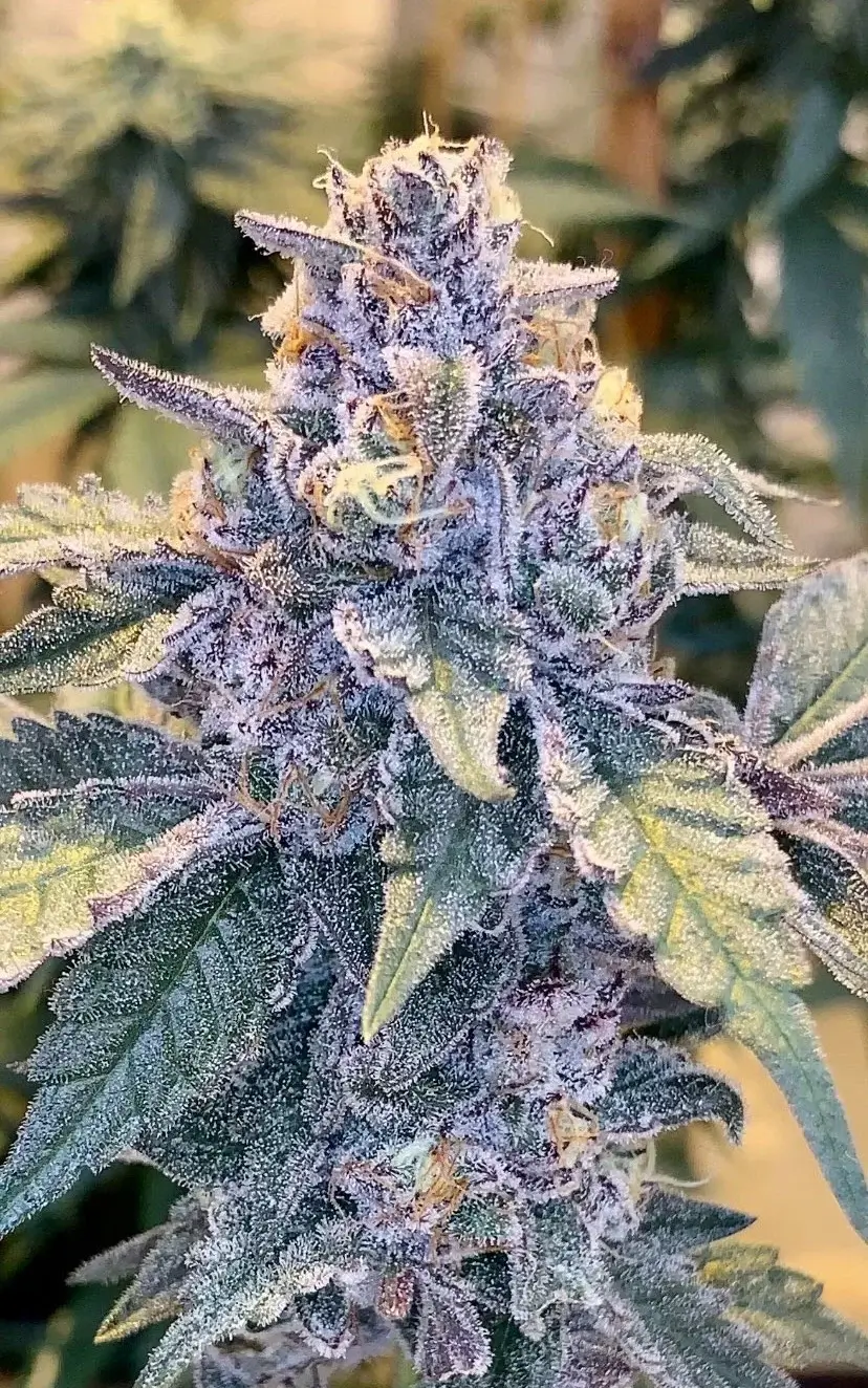 Jilly Bean S1