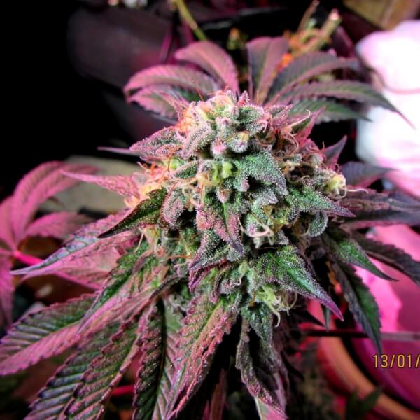Cherry Pie