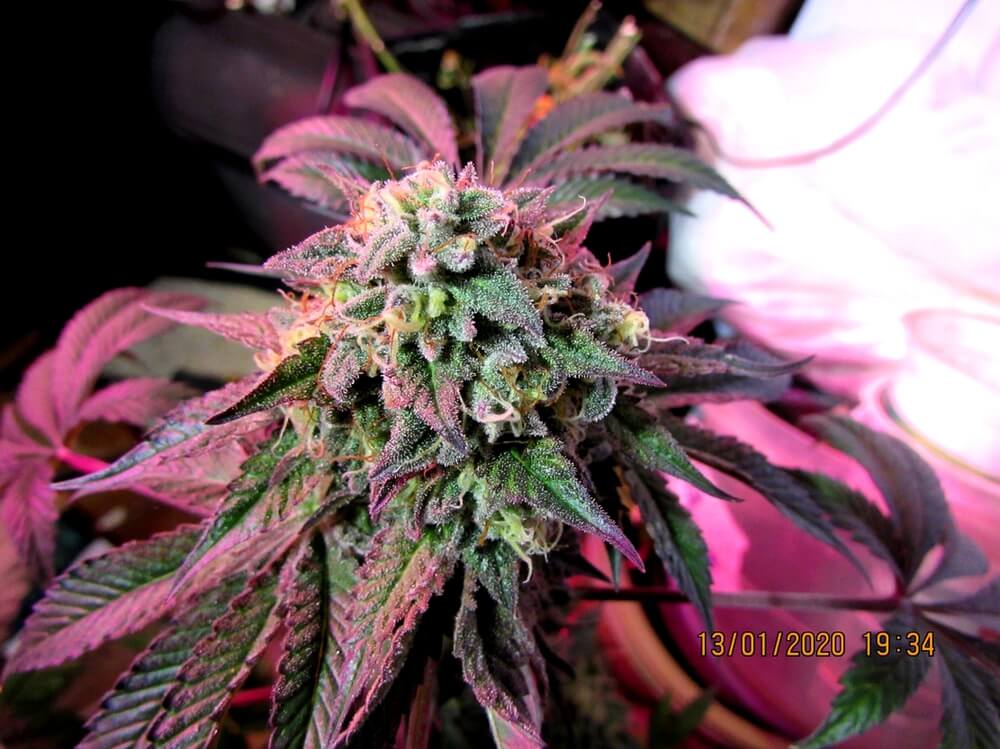 Cherry Pie