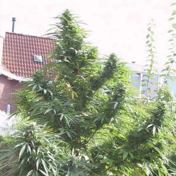 Easy sativa
