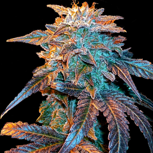 Gelato Auto