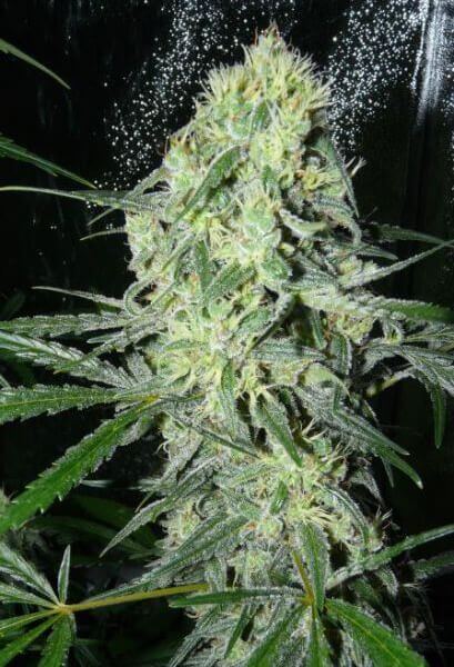 SexBud