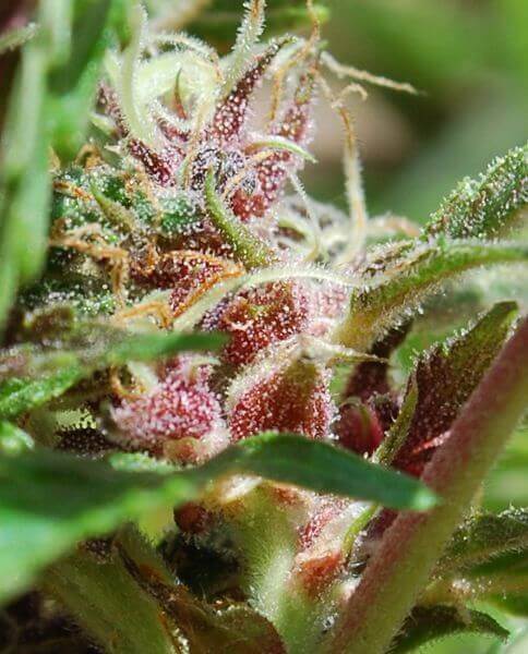 Red Purps
