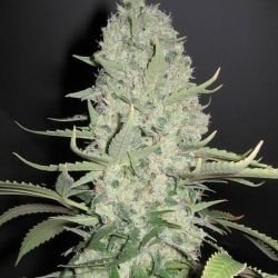 White Widow X Big Bud