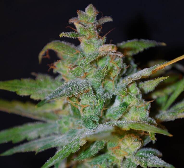 AK-47 Auto