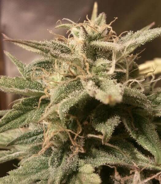 Auto Bubble
