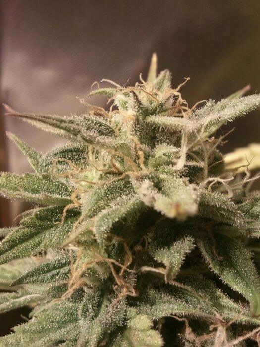 Bubble Auto