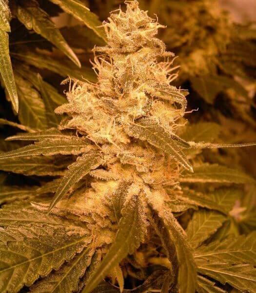 Auto Kush