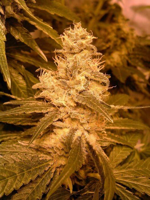 Kush Auto