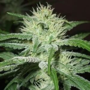 Auto Speed Bud
