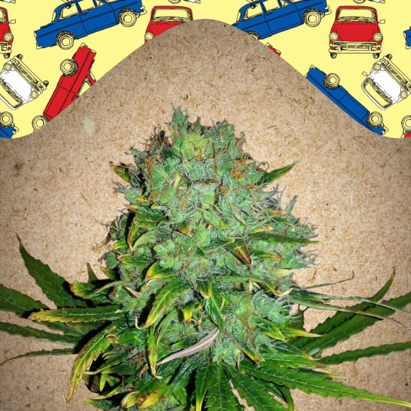 Auto NL