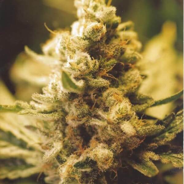 Lemon Kush