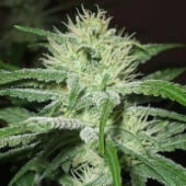 Auto Speed Bud