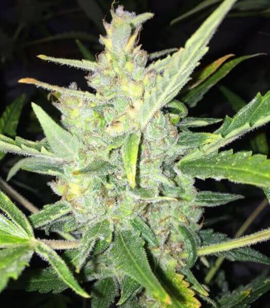 Auto White Widow x Big Bud
