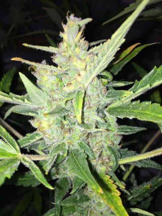 White Widow X Big Bud Auto