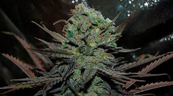 Eleven Roses Auto