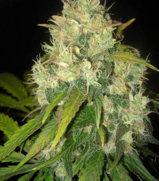 Black Russian