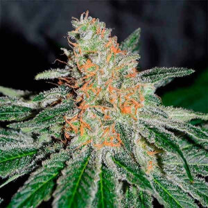 CBD Jam