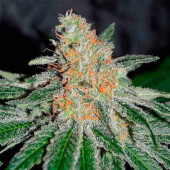 CBD Jam